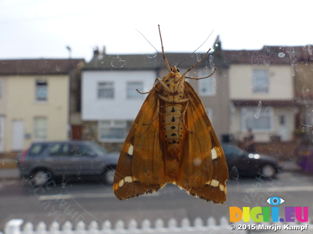 FZ019108 Moth on window